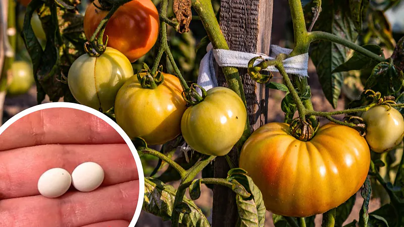 Tome una pastilla del botiquín de primeros auxilios y prepare una solución. Los arbustos de tomate estarán llenos de frutos jugosos.