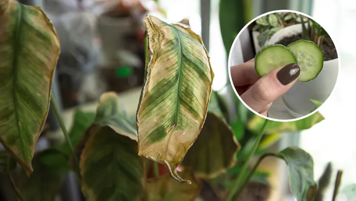 Un amigo lleva tiempo interesado en las plantas de interior. Explicó cómo descubrir si hay parásitos en la maceta.