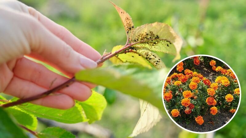 Una infusión de estas flores repele eficazmente los pulgones. Simplemente la rocío sobre mis plantas.