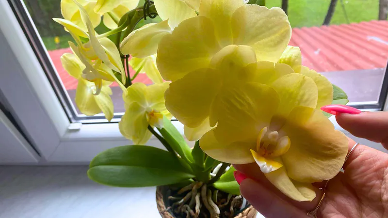 Vierte en el fregadero y yo riego la orquídea. Los tallos se doblan bajo el peso de las flores