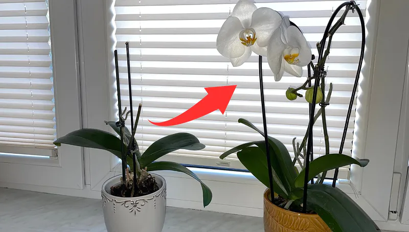 Vierte este líquido sobre una orquídea y florecerá. Los botones florecerán uno tras otro.