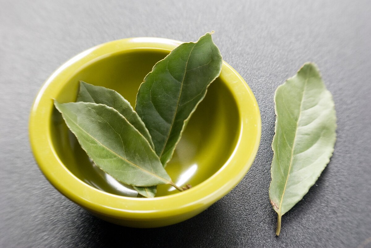 Ya no compro en tiendas. Una forma sencilla de cultivar hojas de laurel en casa