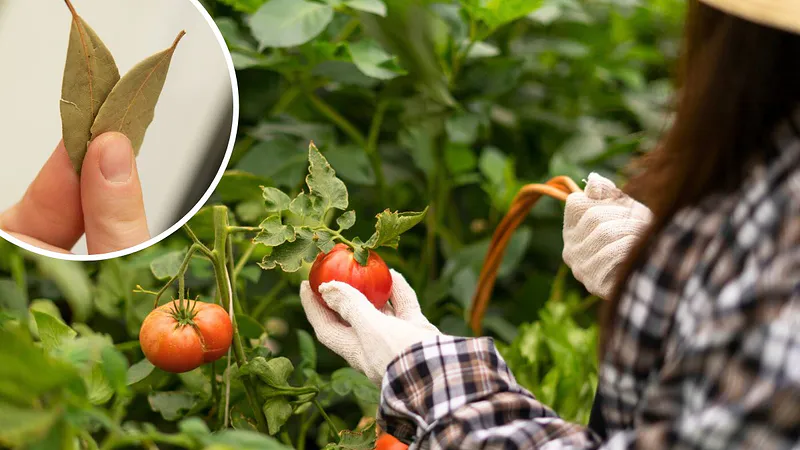 ¡Una cosecha abundante está garantizada! Cuando los pepinos y tomates ya no crecen, preparo abono con dos ingredientes