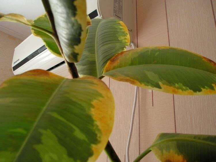 ¿Cómo saber qué les falta a tus plantas? Identificación de problemas a través de las hojas de las plantas