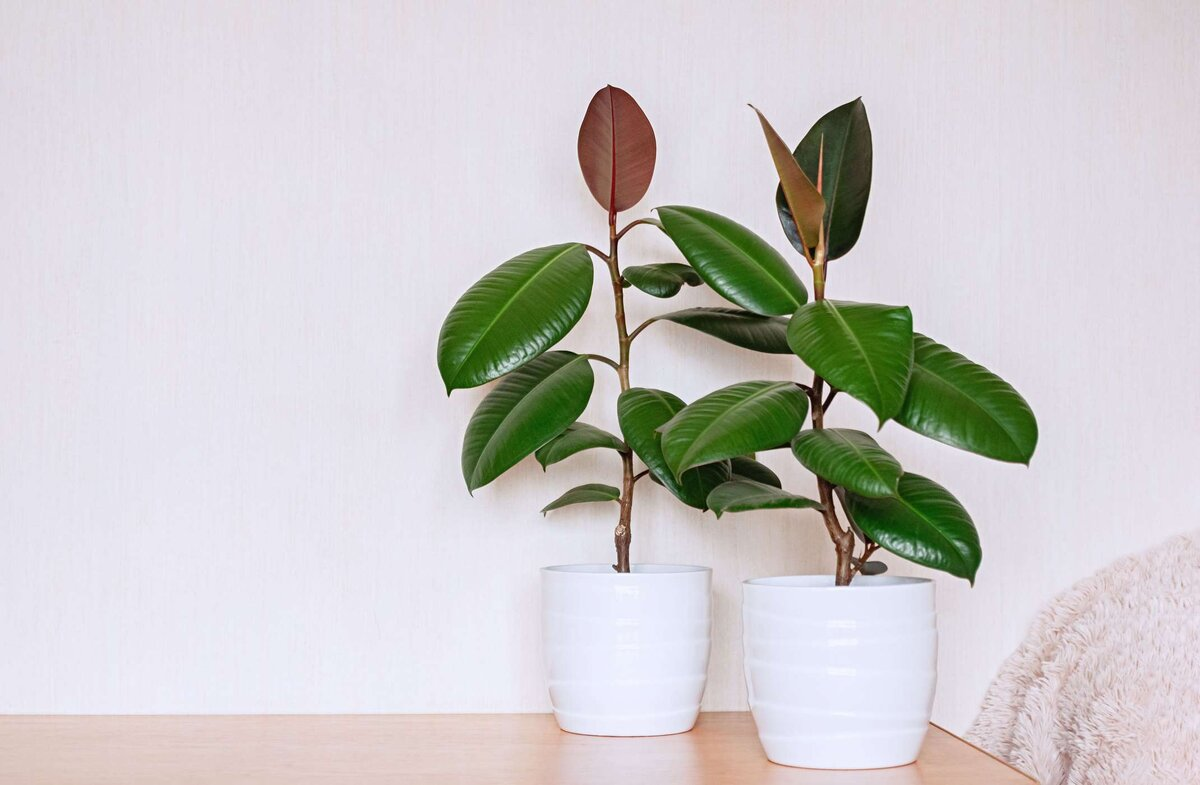 ¿Qué plantas de interior deberías añadir para humidificar y purificar el aire?