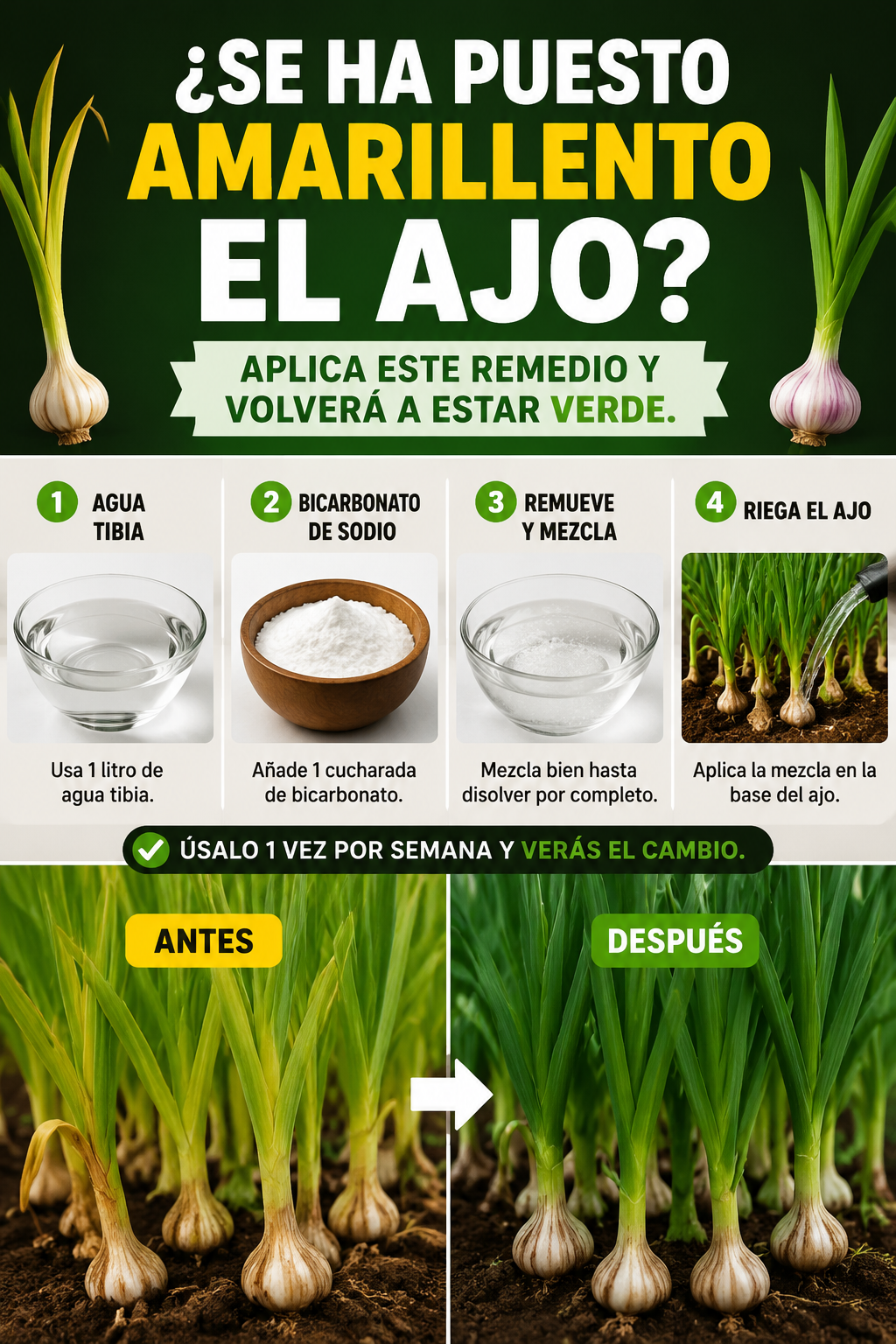 ¿Se ha puesto amarillento el ajo? Aplica este remedio y volverá a estar verde