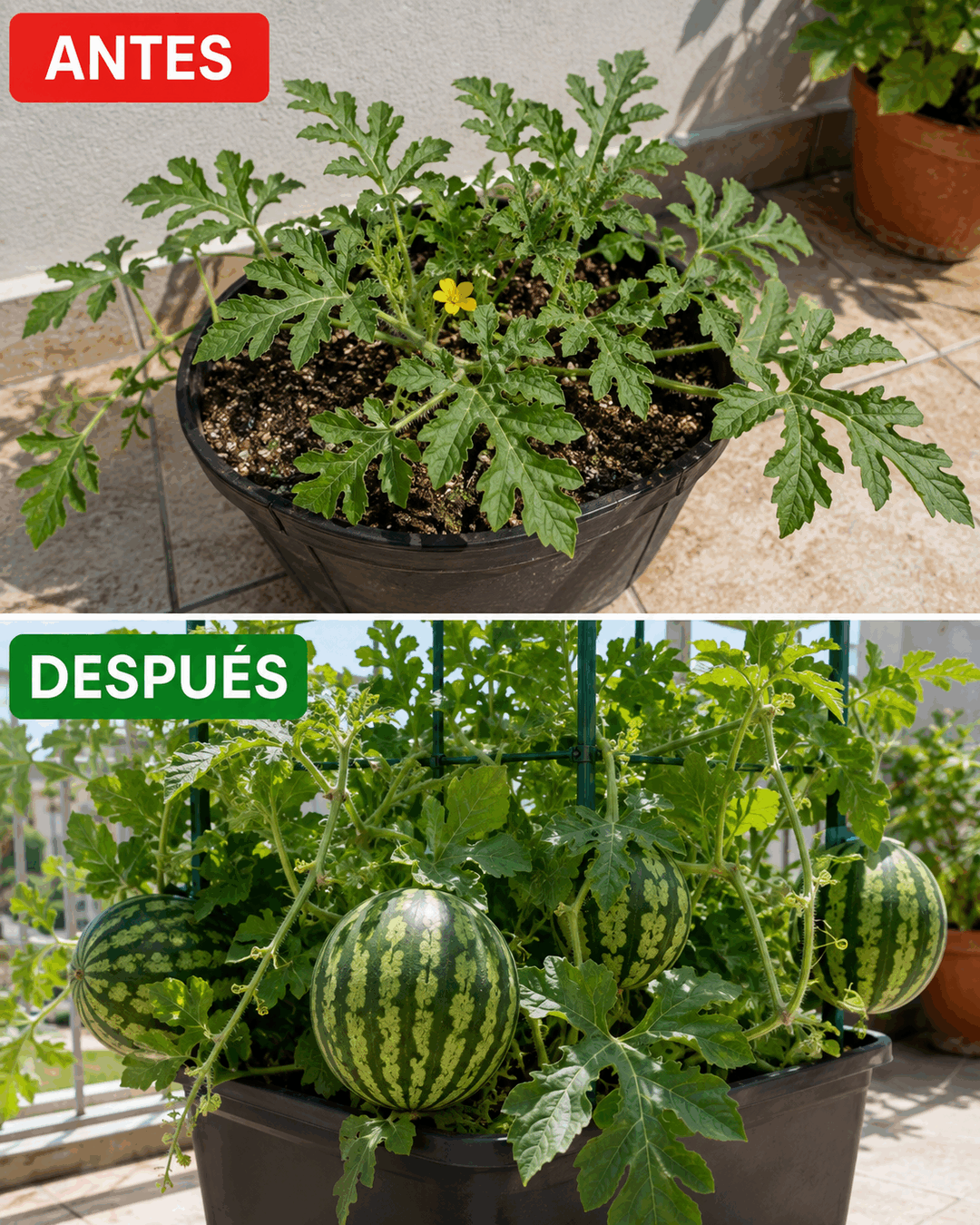 Cómo cultivar sandía en casa y conseguir frutos dulces incluso con poco espacio