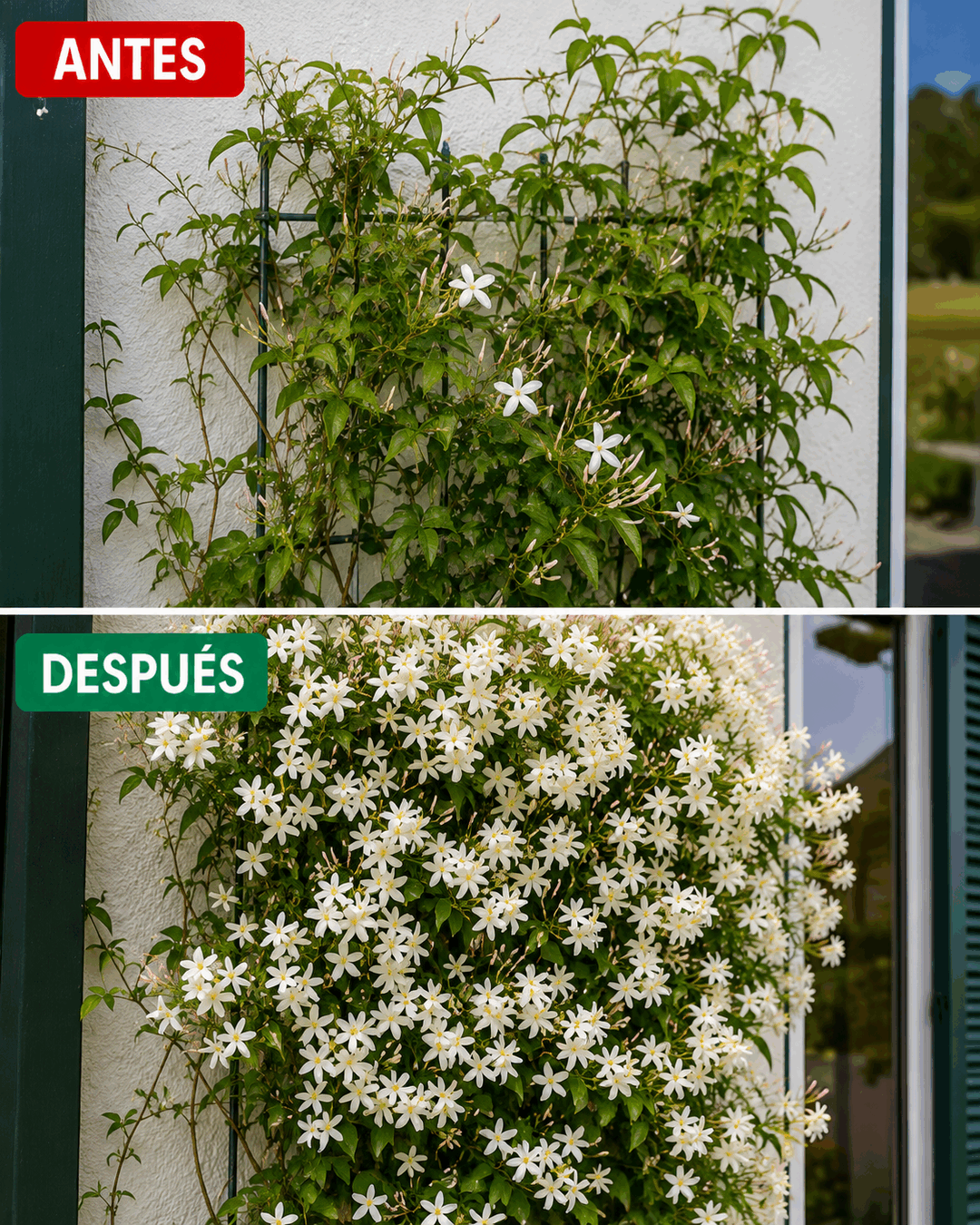El truco para conseguir que el jazmín produzca muchas más flores y mantenga su aroma durante toda la temporada