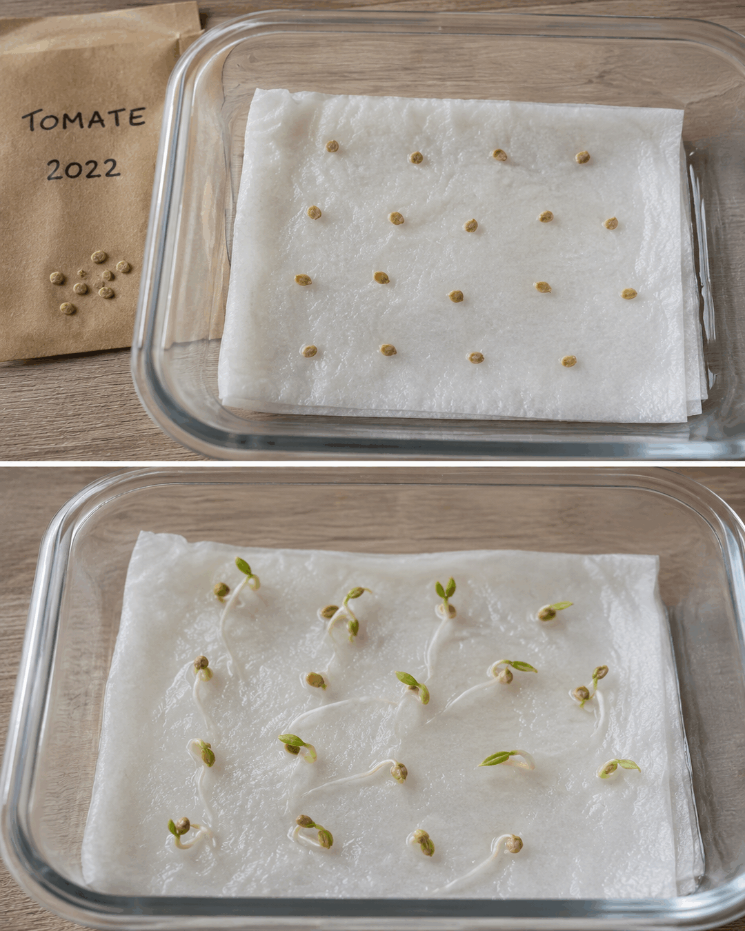 El sencillo truco para saber si una semilla guardada todavía puede germinar antes de sembrarla