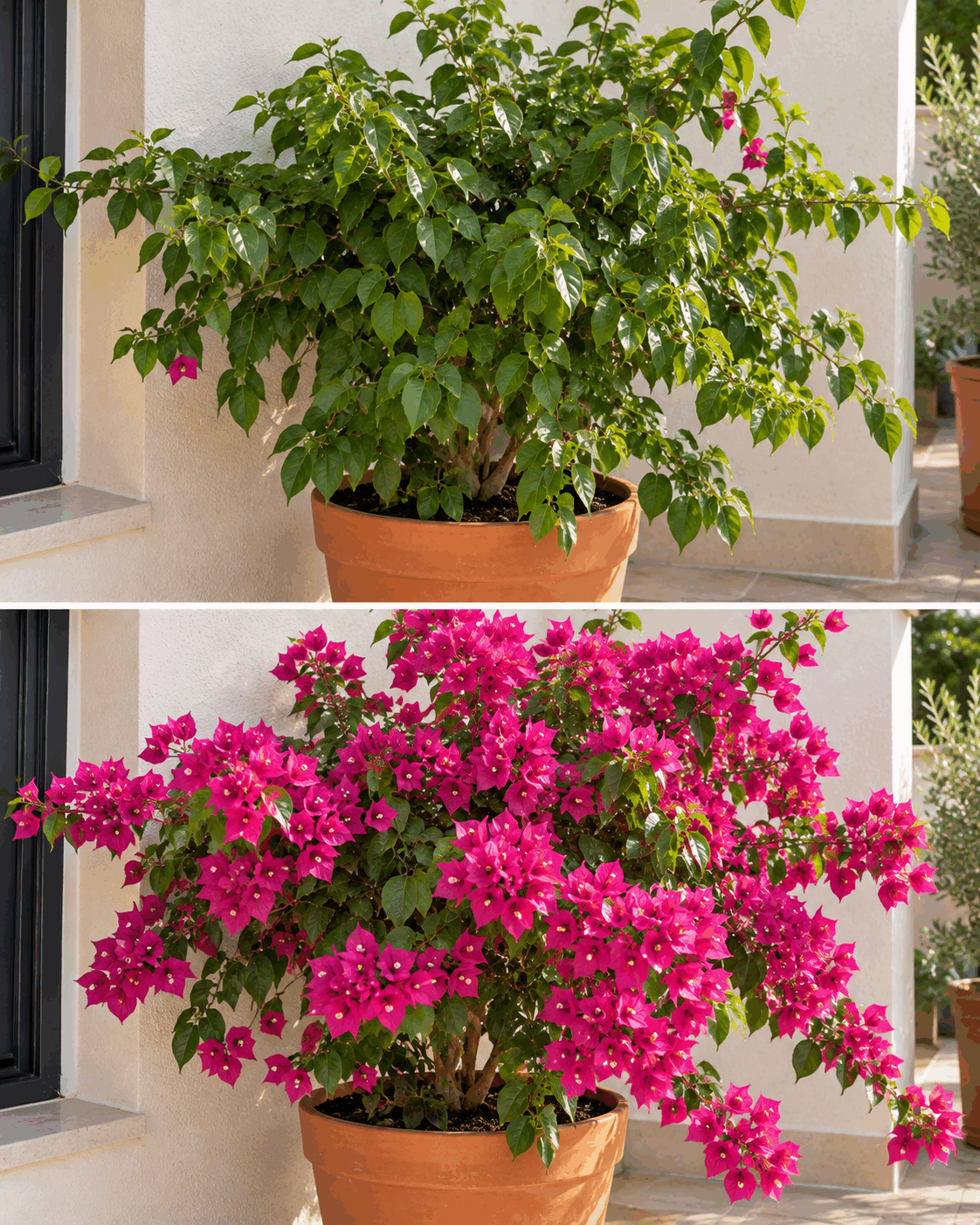 ¿Tu buganvilla produce muchísimas hojas pero pocas flores? Más cuidados no siempre significan una floración mejor
