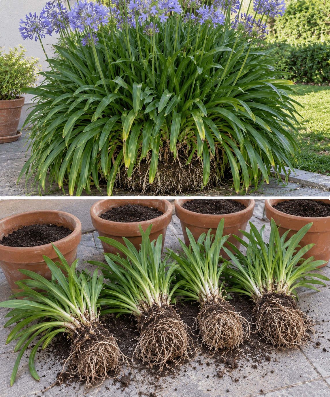 ¿Tienes un agapanto enorme desde hace años? Así puedes dividirlo para conseguir nuevas plantas