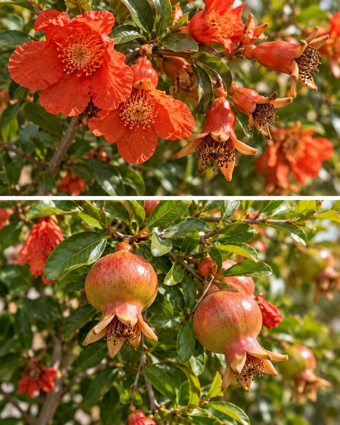 ¿Tu granado produce muchas flores pero pocos frutos? Aprende a reconocer las flores que realmente pueden convertirse en granadas