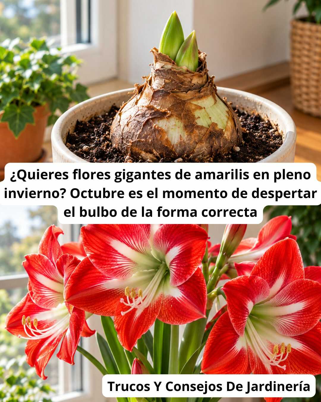 ¿Quieres flores gigantes de amarilis en pleno invierno? Octubre es el momento de despertar el bulbo de la forma correcta